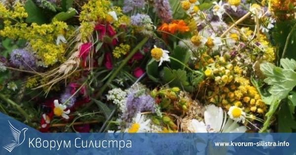 С билки и песни на Еньовден в Силистра