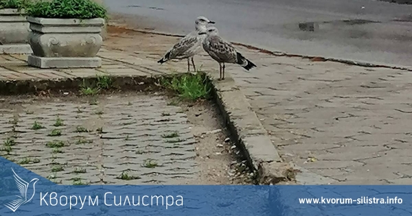 В Силистра гларусите тормозят все повече неговите жители