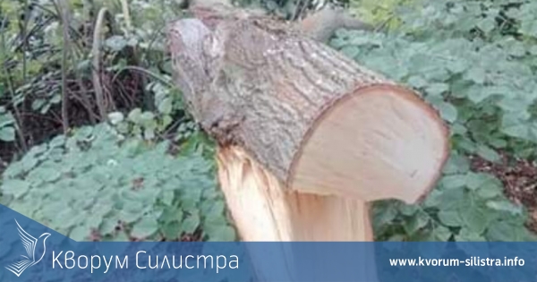Двама силистренци отрязаха с резачки 37 липови дървета до Тервел