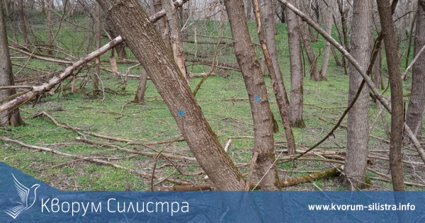 Предстояща сеч в резервата "Сребърна"