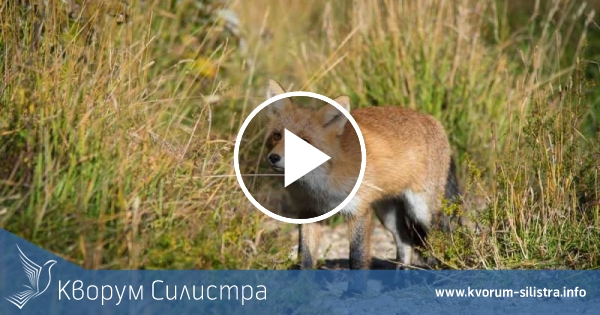 Лисици тероризират силистренски села