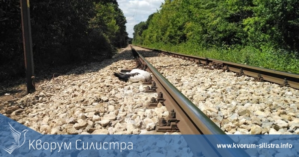 При съседите: Ток уби 12 щъркела в Разградско