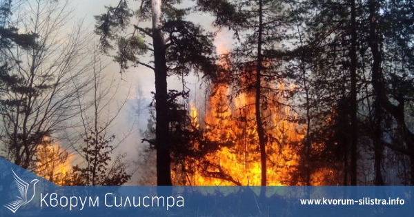 Изгоряха 40 декара борова гора до Дулово