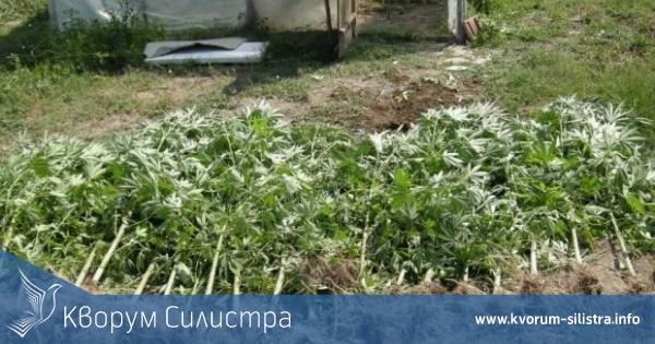 Канабисова градинка откриха в Срацимир