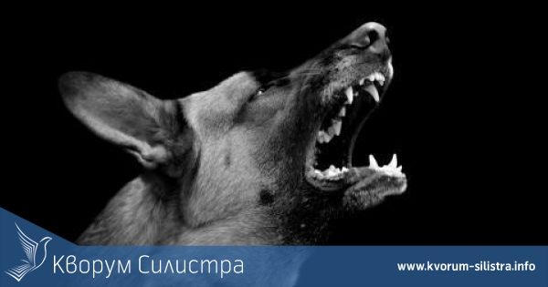 Немска овчарка нахапа 6-годишно момченце в Силистра