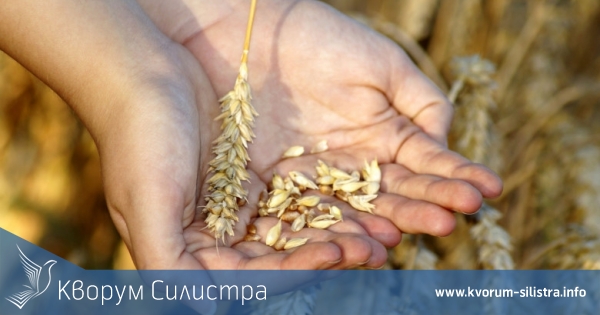 Трагичен спад на добивите от пшеница в Силистренско