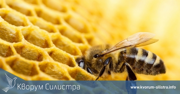 Внимание, пчелари: Пръскат рапица срещу самосевска пшеница в землището на село Гарван