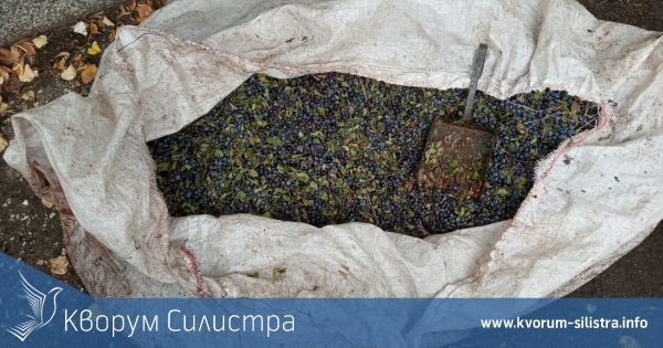 Иззети са незаконно събрани билки на територията на община Силистра