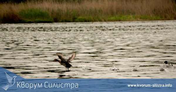 Езерото Сребърна до Силистра ще бъде зарибено с местен вид риба