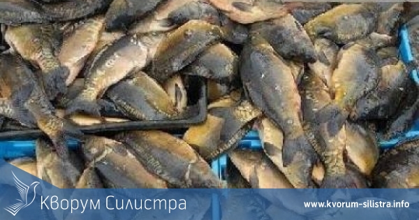 Езерото "Сребърна" е зарибено с местен вид риба