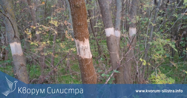 Приключи дейността по ограничаване разпространението на чужди растителни видове в резервата "Сребърна"