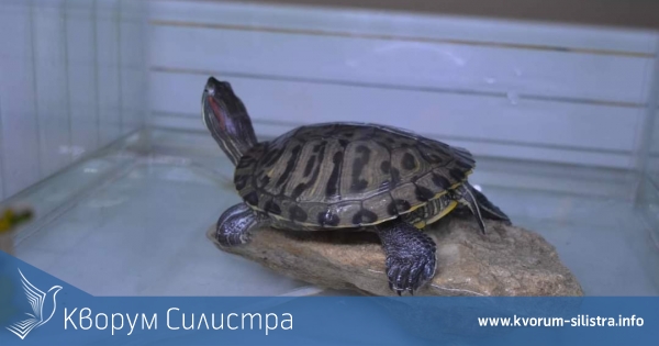 Интерактивната изложба на Екомузей-Русе гостува в Тутракан