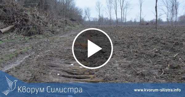 217 декара горски площи са залесени в резервата "Сребърна"