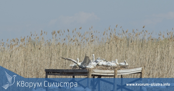 Започна размножителният период на 50 двойки пеликани в резервата "Сребърна" до Силистра