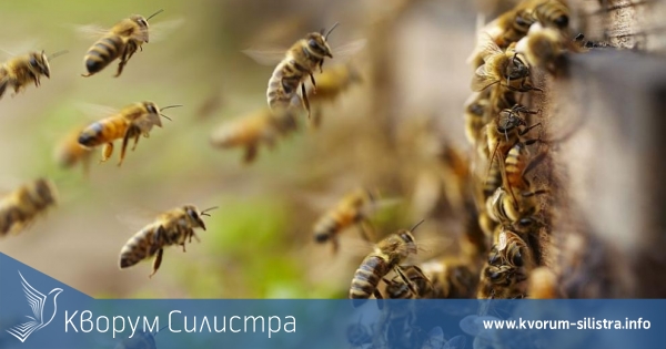Внимание пчелари! От утре ОДБХ в Силистра започва масови проверки в цялата област