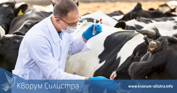 Нова напаст! Ветеринарни лекари са заразени с ку-треска в Силистренско