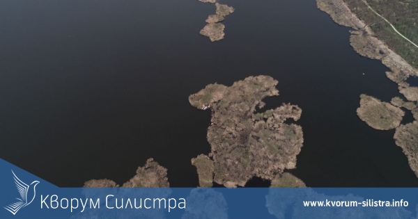 Излюпиха се първите малки на къдроглавите пеликани в резервата "Сребърна" край Силистра