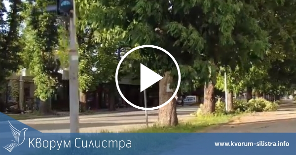 Силният вятър в Силистренско събори много дървета и предизвика големи вълни в Дунав
