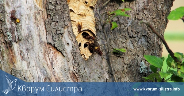 Стършели гнездят в дънер в Силистра