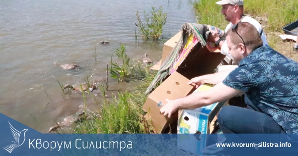 20 червени ангъча са освободени в тутраканския язовир Антимово