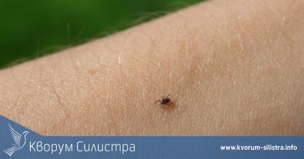 От началото на годината 52 силистренци се оплакаха, че са били нахапани от кърлежи