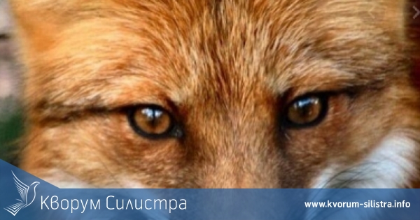 Тутракански пожарникари откриха лисица на тавана