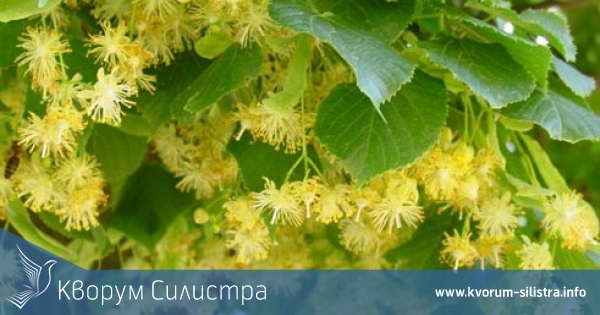 Кметът на Силистра забрани брането на липов цвят без издадено актуално разрешително