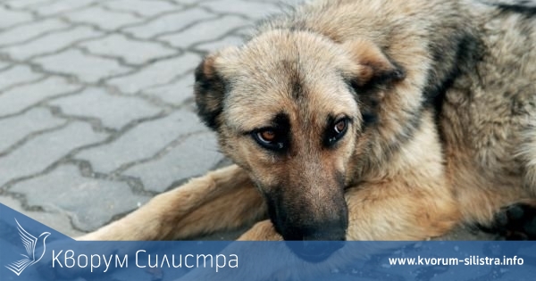Застреляха куче на улицата в Тутракан
