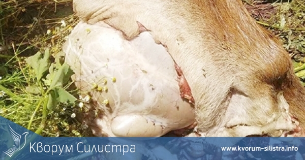 Полицията започна разследване на смъртта на кошута, за която вчера КВОРУМ писа