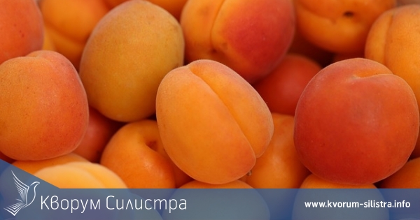 Хванаха двама пенсионери да крадат кайсии с товарен камион