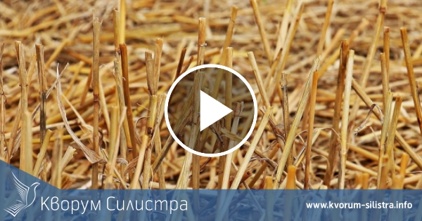 Между 600 и 650 кг от декар е средният добив от пшеницата в кооперации в Силистренско