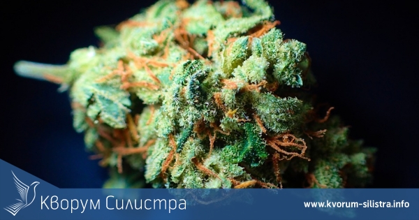 25-годишен шофира надрусан с три вида наркотици, а в колата е открит канабис