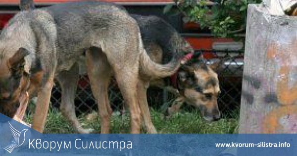 С 40 000 лева ще бори община Силистра бездомните кучета през новата година
