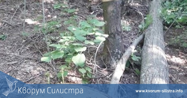 Изсякоха над 600 дървета горска липа заради цвета им в Силистренско