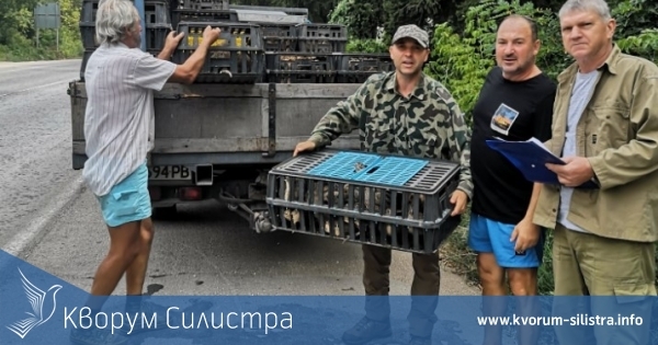 Силистренските ловци пуснаха 3 320 фазани в природата