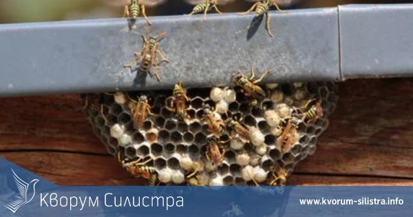 Тутраканец се опита да изгори гнездо на оси, но за малко не остана без къща