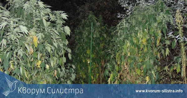 Задържаха двама младежи до силистренско село, поливали канабиса си