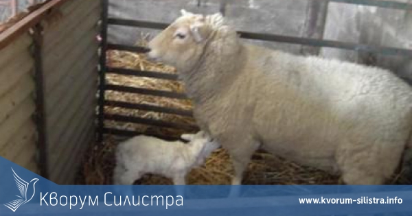 5 овце и 2 агнета откраднаха в село Секулово