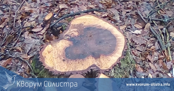 Незаконна гола сеч в горите на ДЛС "Каракуз" и община Силистра