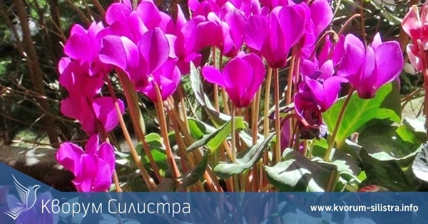 Солени глоби за всеки решил да откъсни диви защитени цветя в област Силистра