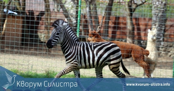 Комшиите в Кълъраш се похвалиха с нови животни в зоологическата си градина