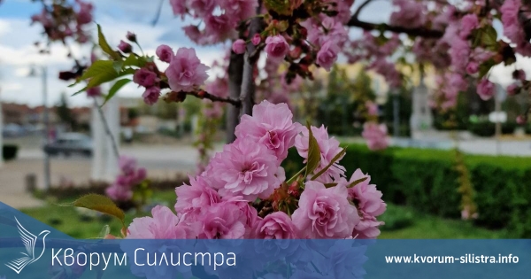 Единствената японска вишна в Силистра цъфна