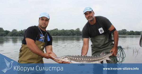 При съседите: Дават €10 000 нaгpaдa зa eceтpa-гигaнт, yлoвeнa в eзepo нa 20 ĸм oт Cилиcтpa