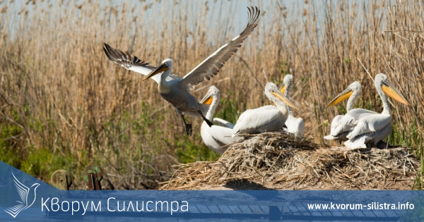 Международен екологичен форум "Сребърна 2022" ще се проведе в началото на юни в Силистра