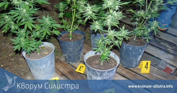 Силистренски криминалисти задържаха мъж в момент на сделка с дрога, в имота му са открити наркотични растения