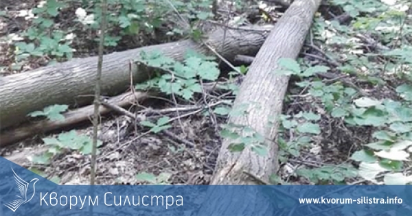 В Дуловско отсякоха 45 липи