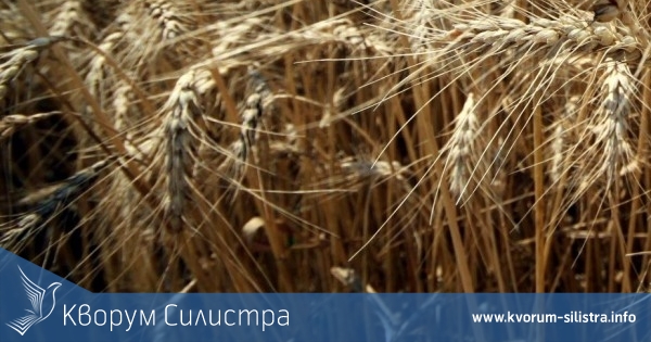 До Дулово изгоряха 130 декара житни насаждения