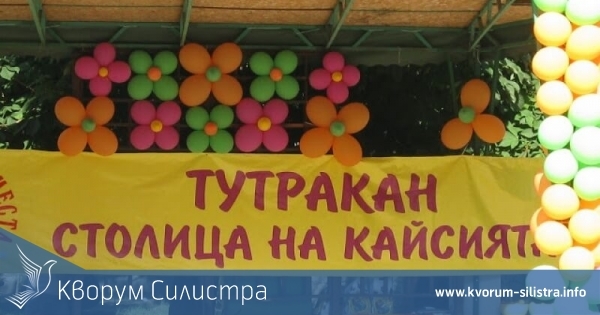 За поредна година Тутракан става столица на кайсията