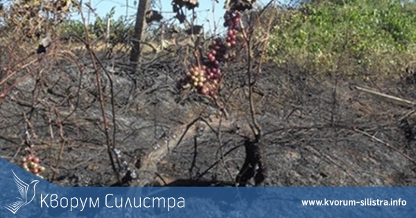 Пожари в Дуловско унищожиха 300 дка лозя и 9 дка гора