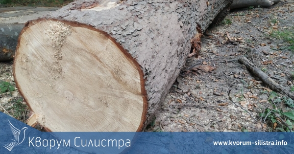 Разследват незаконната сеч на 7 кубика цер до дуловско село